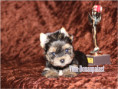 /album/yorkshire-terrier-madchen-v4-frei/folie7-jpg7/