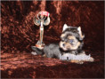 /album/yorkshire-terrier-madchen-v4-frei/folie8-jpg4/