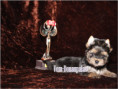 /album/yorkshire-terrier-madchen-v4-frei/folie9-jpg6/