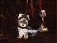 /album/yorkshire-terrier-madchen-v4-frei/folie10-jpg4/