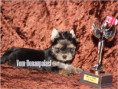 /album/yorkshire-terrier-madchen-v4-frei/folie11-jpg1/