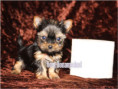 /album/yorkshire-terrier-madchen-v5-mini-frei/folie1-jpg10/