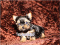 /album/yorkshire-terrier-madchen-v5-mini-frei/folie2-jpg10/