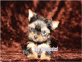 /album/yorkshire-terrier-madchen-v5-mini-frei/folie3-jpg18/