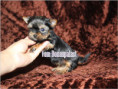 /album/yorkshire-terrier-madchen-v5-mini-frei/folie4-jpg10/