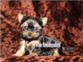 /album/yorkshire-terrier-madchen-v5-mini-frei/folie5-jpg9/