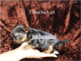/album/yorkshire-terrier-madchen-v5-mini-frei/folie6-jpg10/