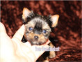 /album/yorkshire-terrier-madchen-v5-mini-frei/folie7-jpg8/