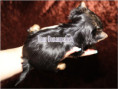 /album/yorkshire-terrier-madchen-v5-mini-frei/folie8-jpg7/