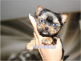 /album/yorkshire-terrier-madchen-v5-mini-frei/folie9-jpg7/