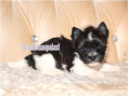 /album/mini-biwrendle-mosaik-yorkshire-terrier-rude-frei/folie1-jpg4/