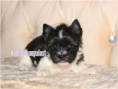 /album/mini-biwrendle-mosaik-yorkshire-terrier-rude-frei/folie2-jpg2/
