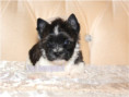 /album/mini-biwrendle-mosaik-yorkshire-terrier-rude-frei/folie3-jpg8/