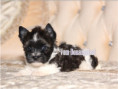 /album/mini-biwrendle-mosaik-yorkshire-terrier-rude-frei/folie4-jpg2/