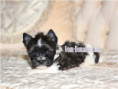/album/mini-biwrendle-mosaik-yorkshire-terrier-rude-frei/folie5-jpg2/