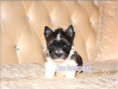 /album/mini-biwrendle-mosaik-yorkshire-terrier-rude-frei/folie7-jpg2/