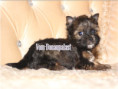 /album/ocean-pearl-yorkshire-terrier-rude-frei/folie1-jpg9/
