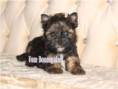 /album/ocean-pearl-yorkshire-terrier-rude-frei/folie2-jpg6/