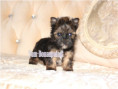 /album/ocean-pearl-yorkshire-terrier-rude-frei/folie3-jpg16/