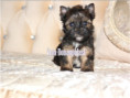 /album/ocean-pearl-yorkshire-terrier-rude-frei/folie4-jpg8/