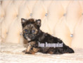 /album/ocean-pearl-yorkshire-terrier-rude-frei/folie5-jpg8/