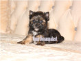 /album/ocean-pearl-yorkshire-terrier-rude-frei/folie6-jpg9/
