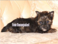 /album/ocean-pearl-yorkshire-terrier-rude-frei/folie7-jpg7/