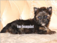 /album/ocean-pearl-yorkshire-terrier-rude-frei/folie8-jpg/