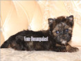 /album/ocean-pearl-yorkshire-terrier-rude-frei/folie9-jpg6/