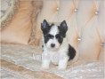 /album/mulberry-yorkshire-terrier-rude-frei/folie1-jpg10/