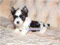 /album/mulberry-yorkshire-terrier-rude-frei/folie2-jpg10/