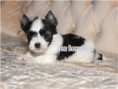 /album/mulberry-yorkshire-terrier-rude-frei/folie3-jpg18/