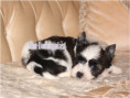/album/mulberry-yorkshire-terrier-rude-frei/folie5-jpg9/