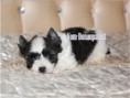 /album/mulberry-yorkshire-terrier-rude-frei/folie7-jpg8/