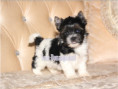 /album/biewer-yorkshire-terrier-rude-frei/folie1-jpg13/