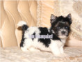 /album/biewer-yorkshire-terrier-rude-frei/folie2-jpg11/