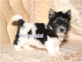/album/biewer-yorkshire-terrier-rude-frei/folie3-jpg20/