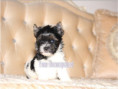 /album/biewer-yorkshire-terrier-rude-frei/folie4-jpg12/