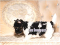 /album/biewer-yorkshire-terrier-rude-frei/folie5-jpg12/