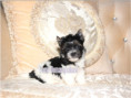 /album/biewer-yorkshire-terrier-rude-frei/folie6-jpg14/