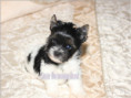 /album/biewer-yorkshire-terrier-rude-frei/folie8-jpg4/