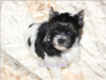 /album/biewer-yorkshire-terrier-rude-frei/folie9-jpg7/