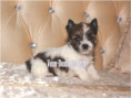 /album/helle-mulberry-yorkshire-terrier-rude-frei/folie1-jpg14/