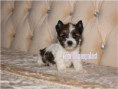 /album/helle-mulberry-yorkshire-terrier-rude-frei/folie2-jpg13/