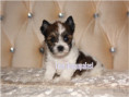 /album/helle-mulberry-yorkshire-terrier-rude-frei/folie3-jpg21/