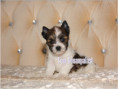 /album/helle-mulberry-yorkshire-terrier-rude-frei/folie4-jpg15/