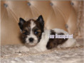 /album/helle-mulberry-yorkshire-terrier-rude-frei/folie6-jpg15/