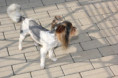 /album/rude-rey-zu-verkaufen-2022-geboren/img-0853-jpg/