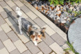 /album/rude-rey-zu-verkaufen-2022-geboren/img-0860-jpg/