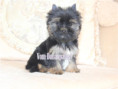 /album/yorkshire-terrier-rude-v1-frei/folie1-jpg2/